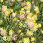 Combinar Anthyllis