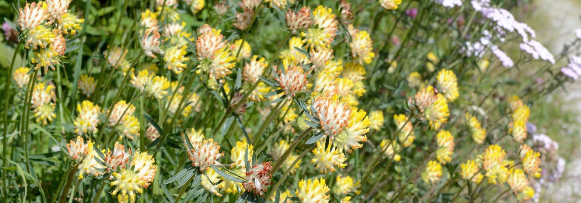 Combinar Anthyllis