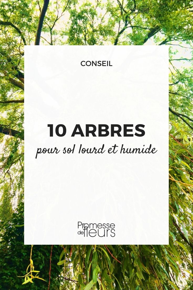 árvores para solo pesado e húmido