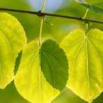 Associar a árvore-do-caramelo ou Cercidiphyllum