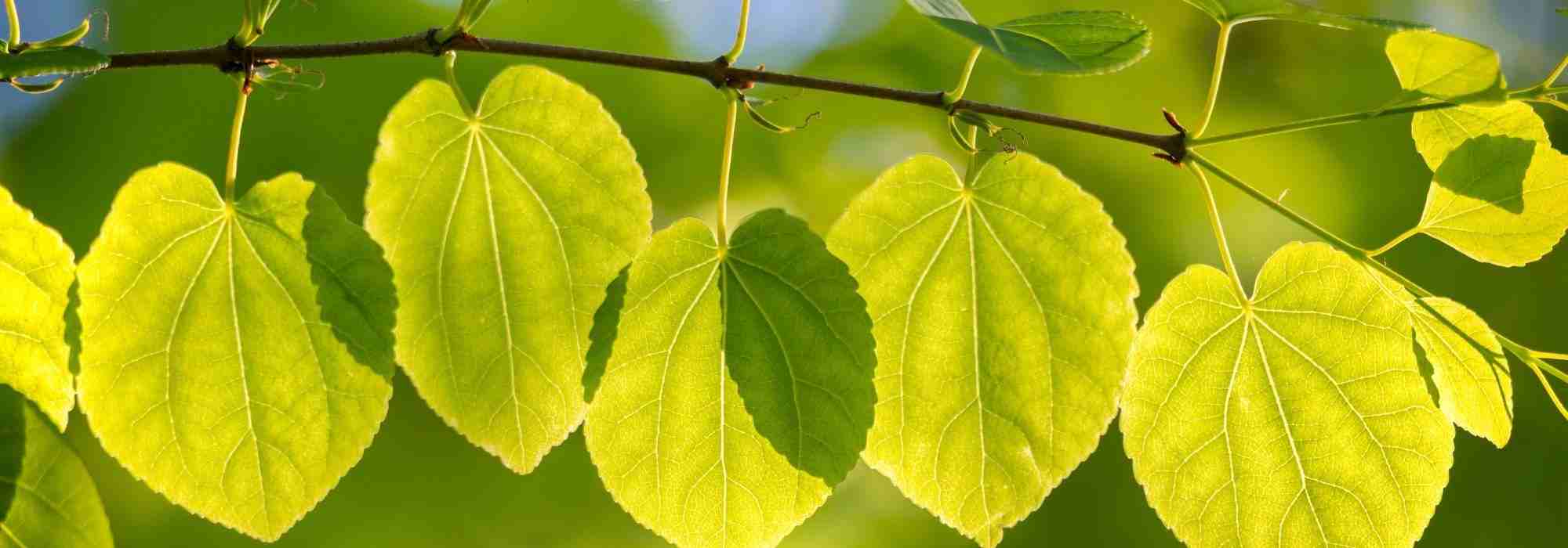 Associar a árvore-do-caramelo ou Cercidiphyllum