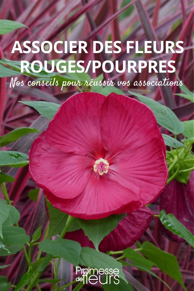 combinar flores vermelhas e púrpuras