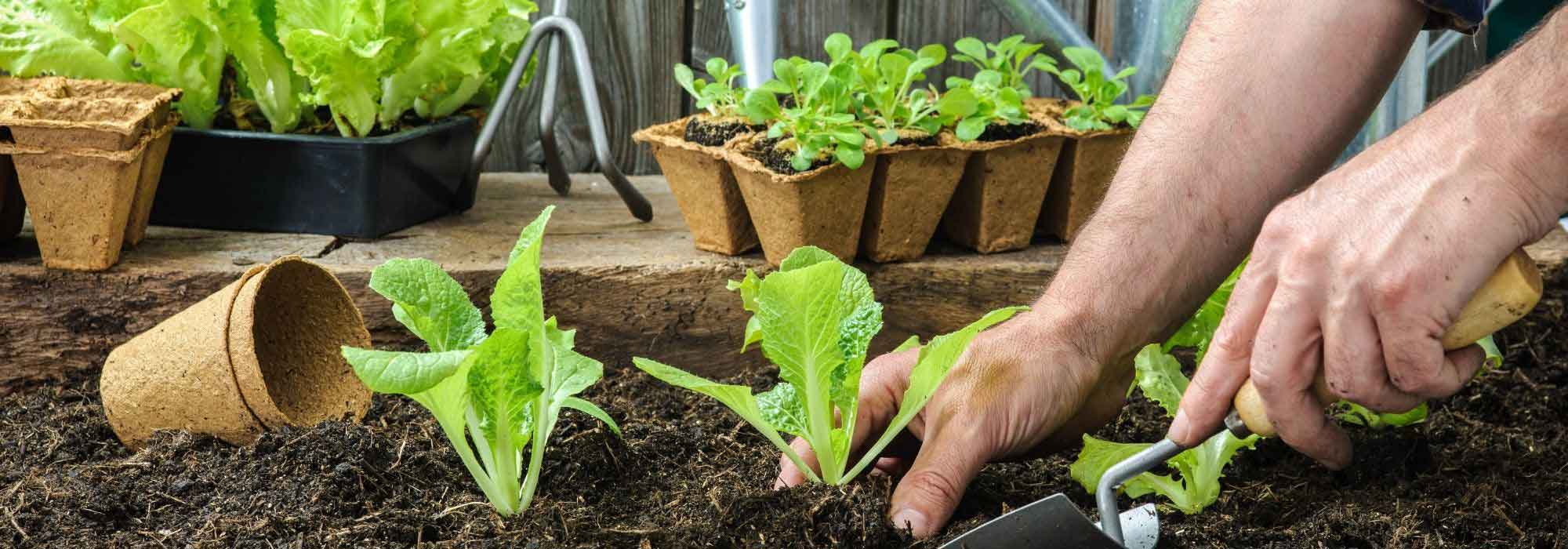 O que fazer no jardim em abril?