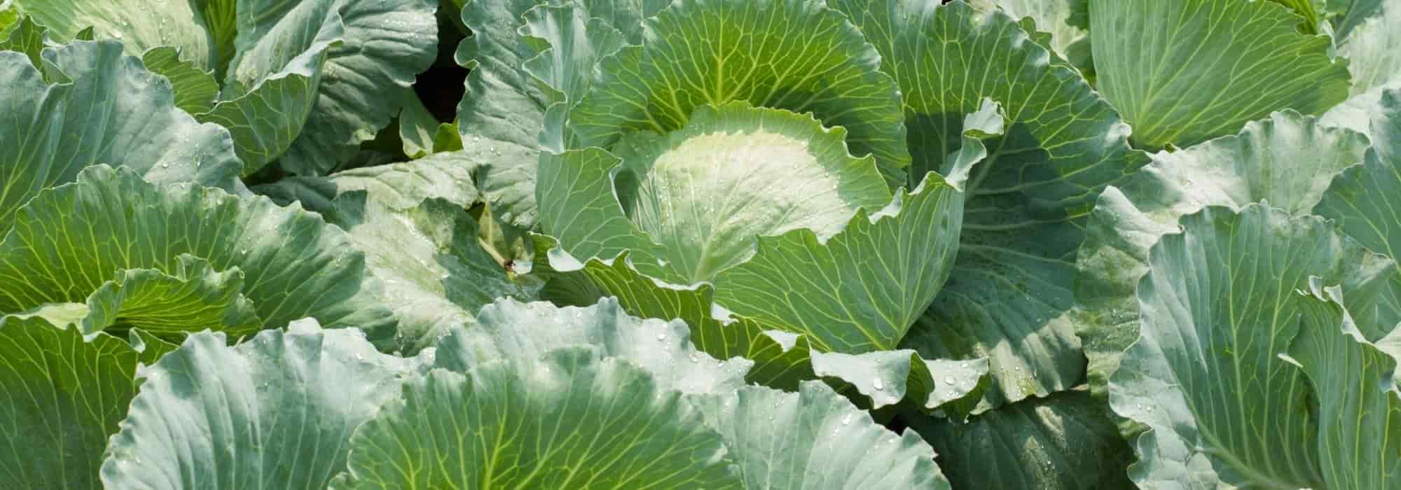 Couve de primavera ou couve temporã: como cultivá-la?