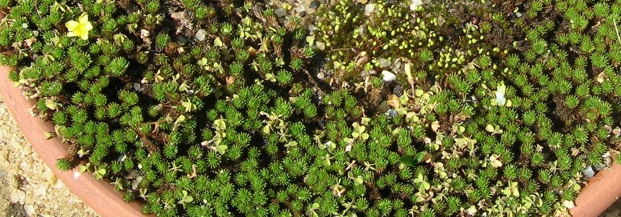 Como cultivar Leptinella em vaso?
