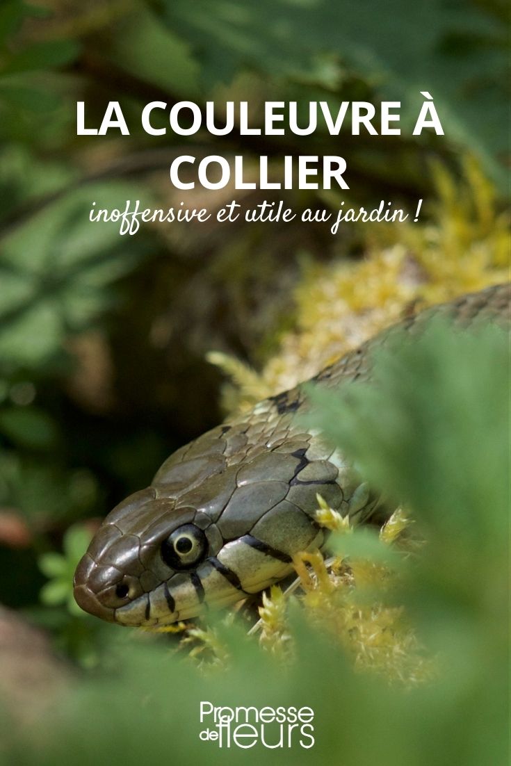 cobra de água