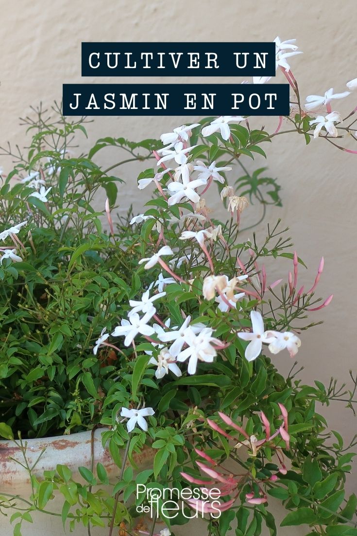 cultivo jasmim Jasminum vaso floreira