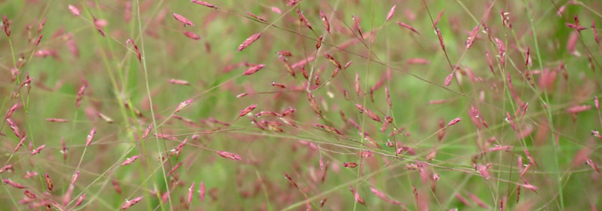 Eragrostis - capim-chorão: plantar, cultivar e cuidar