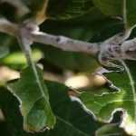 Doenças e pragas da Feijoa