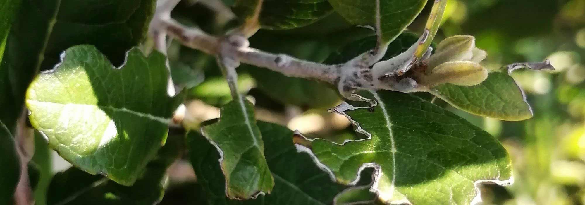 Doenças e pragas da Feijoa