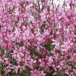 Escolher uma gaura