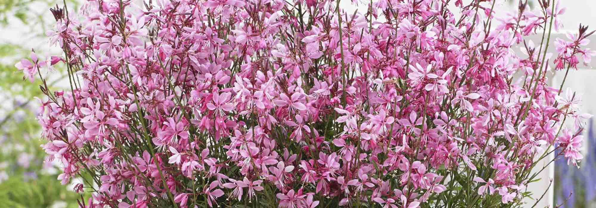 Escolher uma gaura