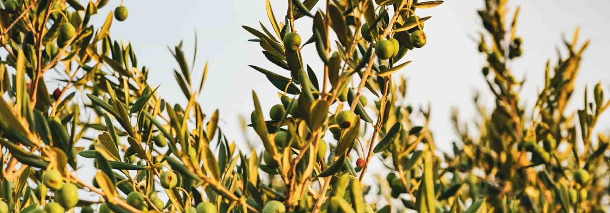 Cultivar uma oliveira em vaso