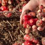 6 legumes resistentes à seca