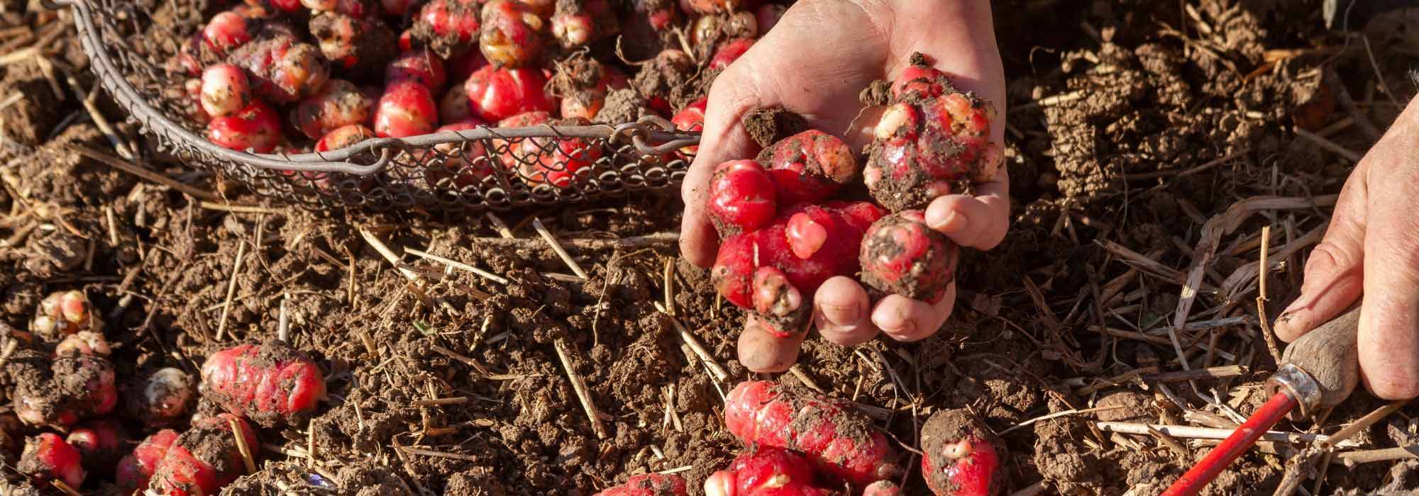 6 legumes resistentes à seca