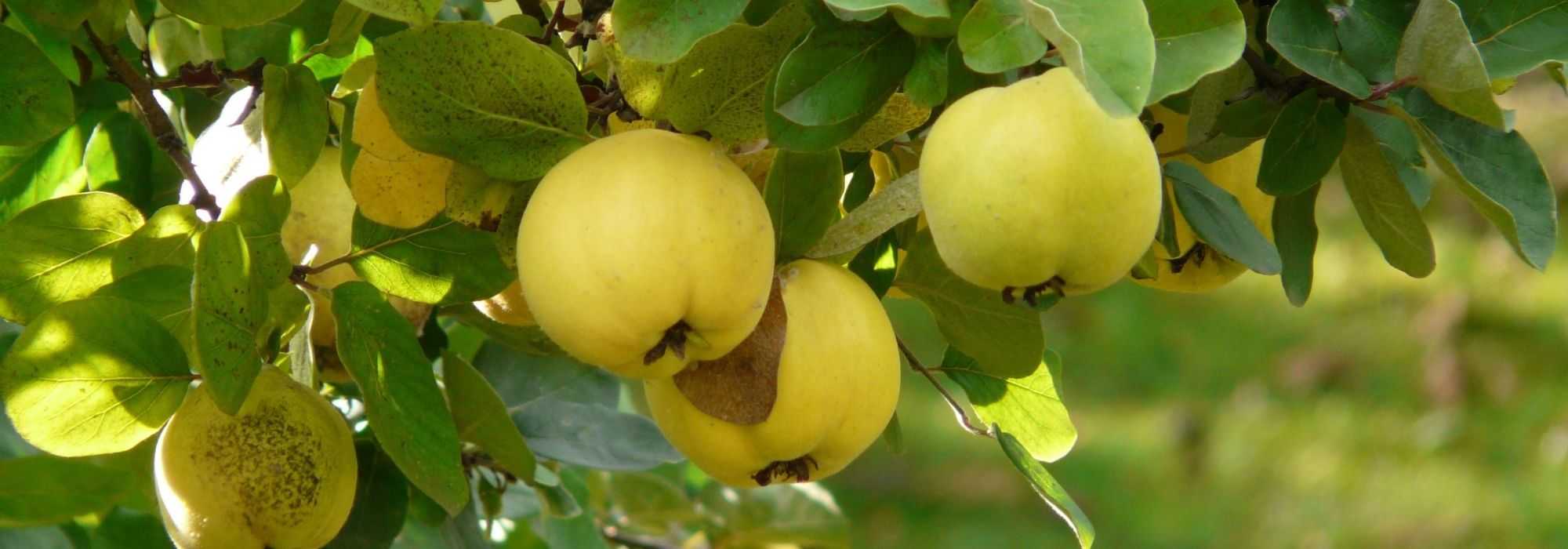 Doenças e pragas do marmeleiro