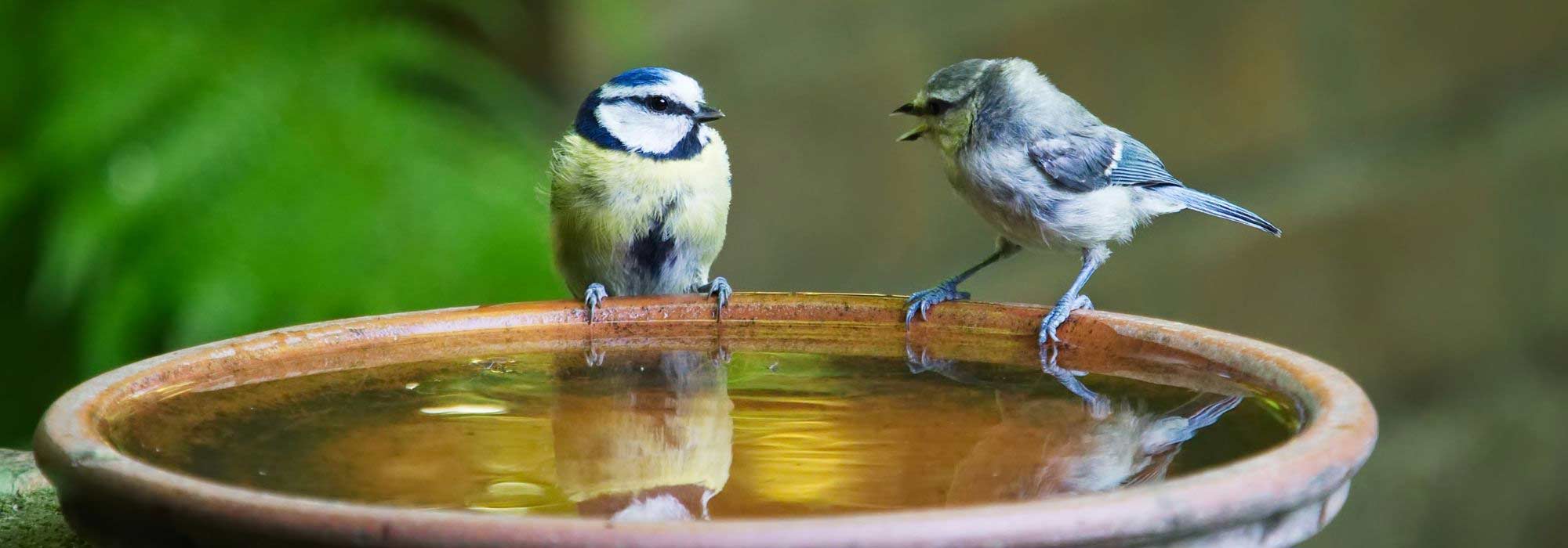 Como dar água às aves no verão e no inverno?