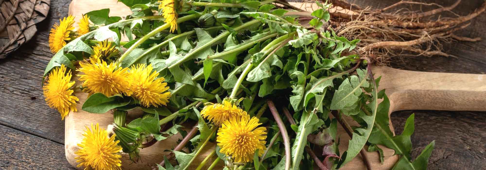 6 plantas para limpar o fígado