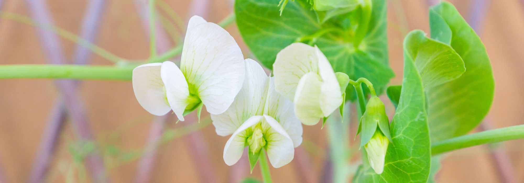 Como cultivar ervilhas-de-cheiro em vaso?