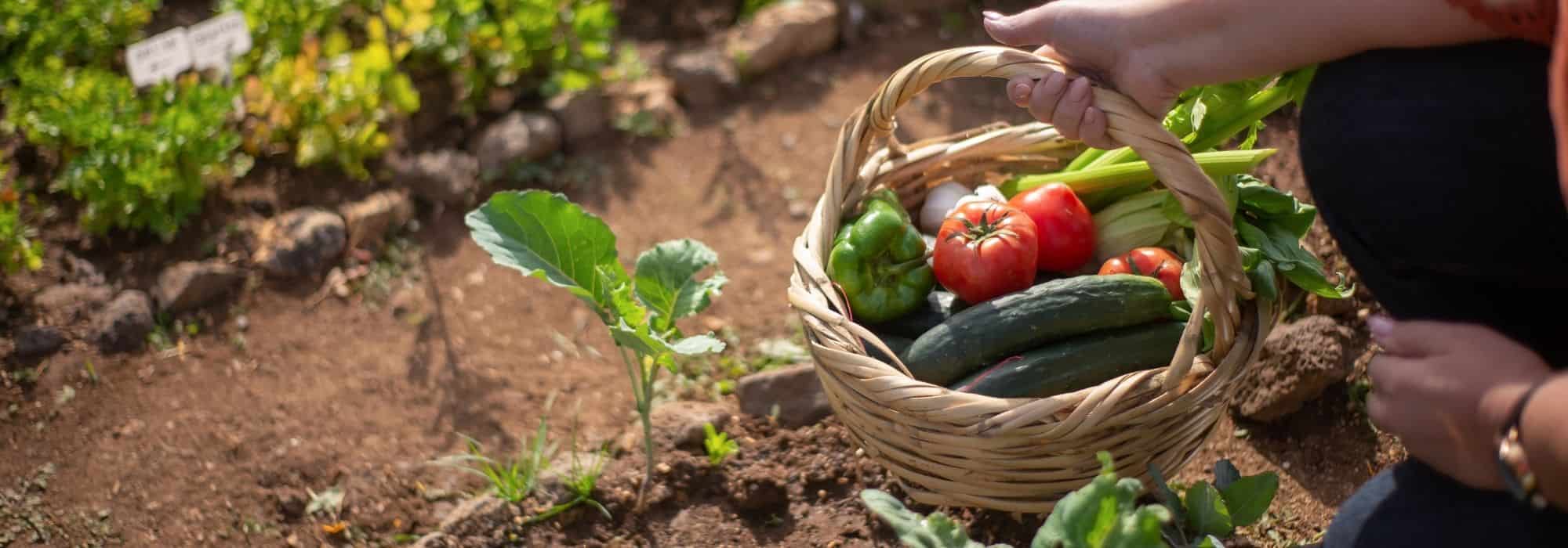 Simplifique a vida na horta: as nossas dicas