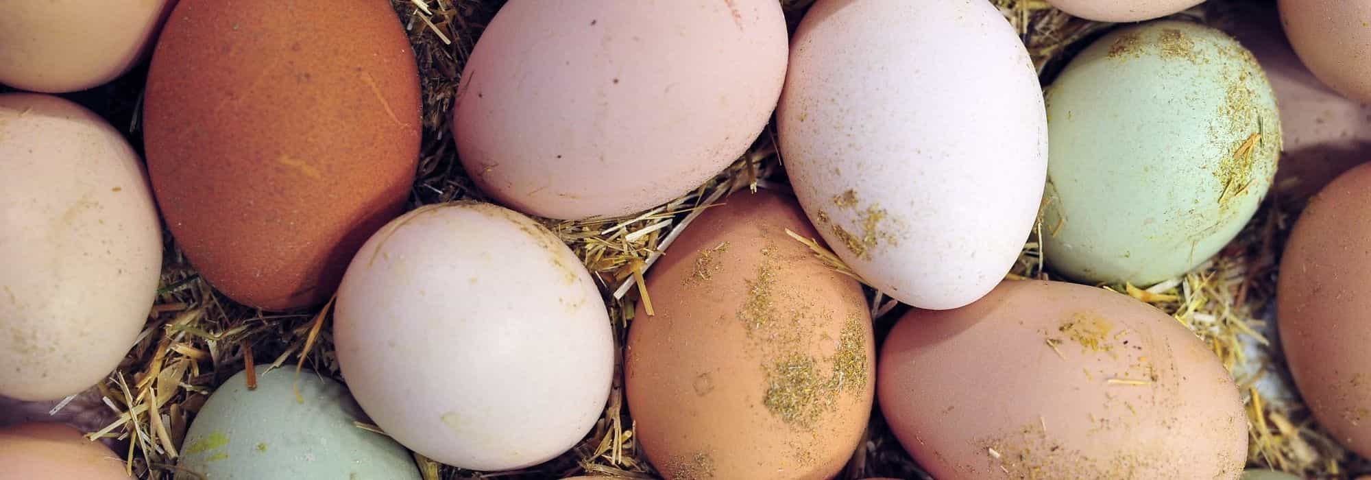 Ovos de galinha: por que razão têm cores diferentes?