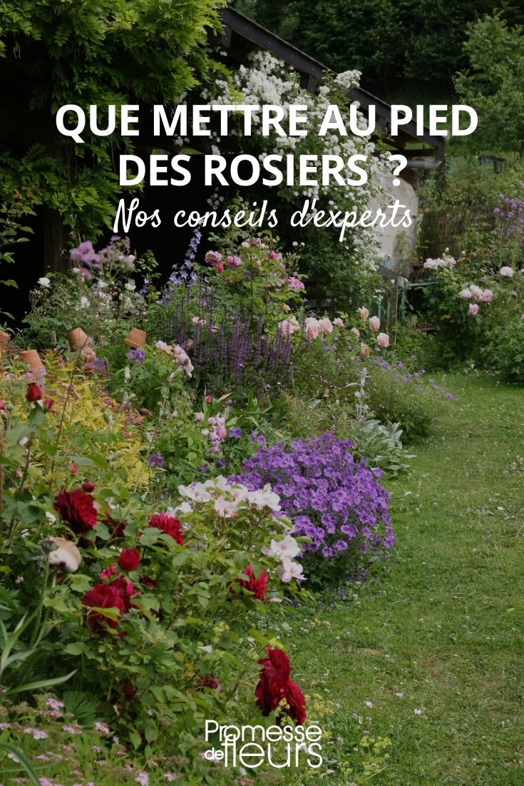 O que colocar junto às roseiras