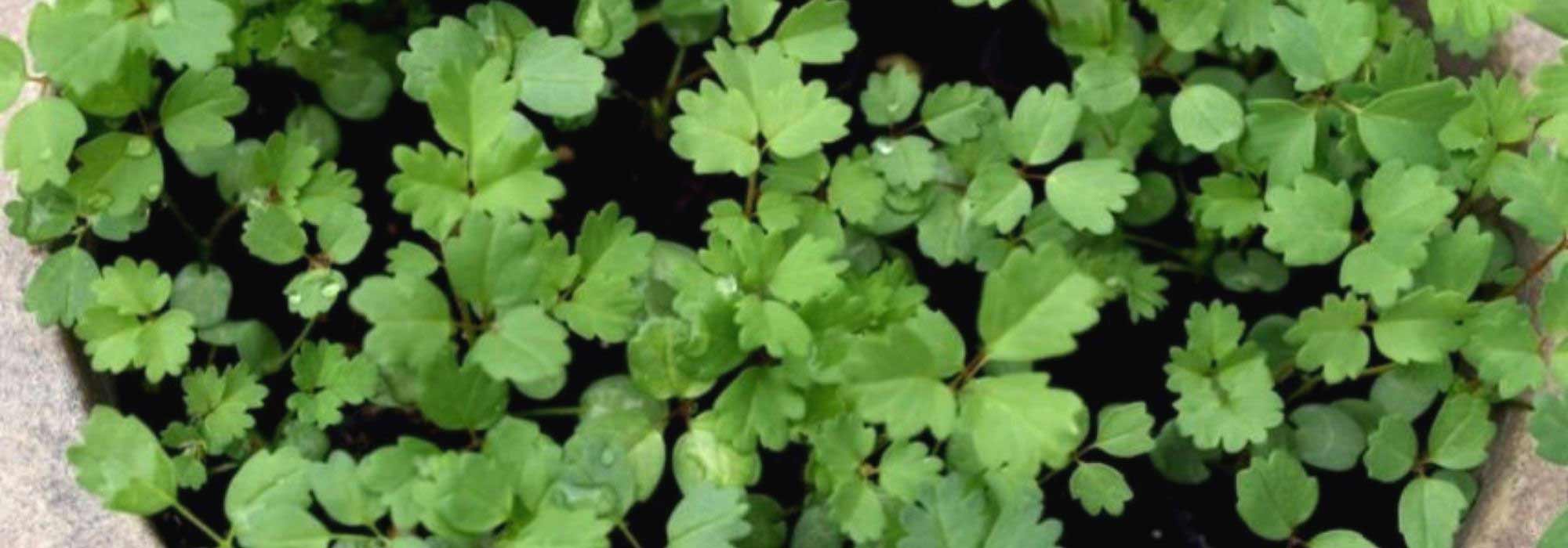 Cultivar uma pimpinela em vaso