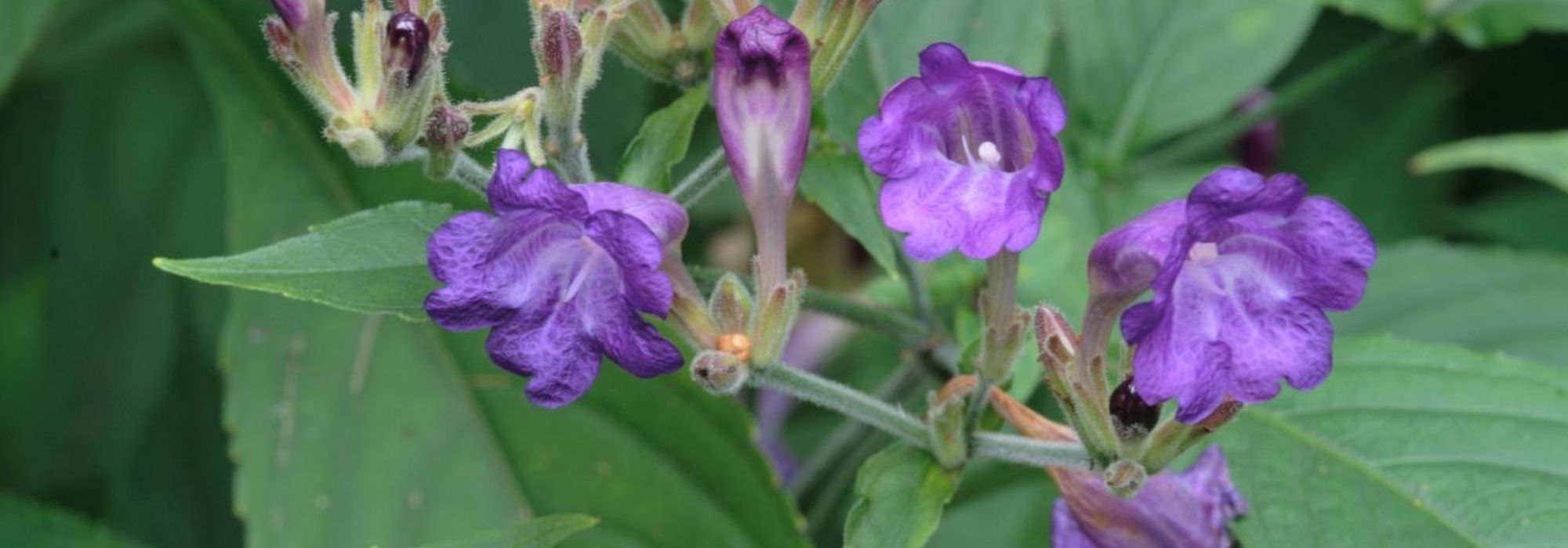 Strobilanthes - Estrobilantes: plantar, cultivar e cuidar