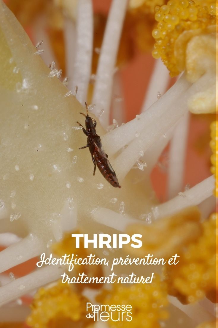 inseto tripes: identificação, prevenção, tratamento