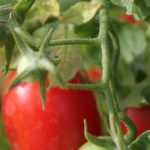 As falsas boas ideias sobre o cultivo de tomates