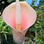 Amorphophallus: plantar e cuidar