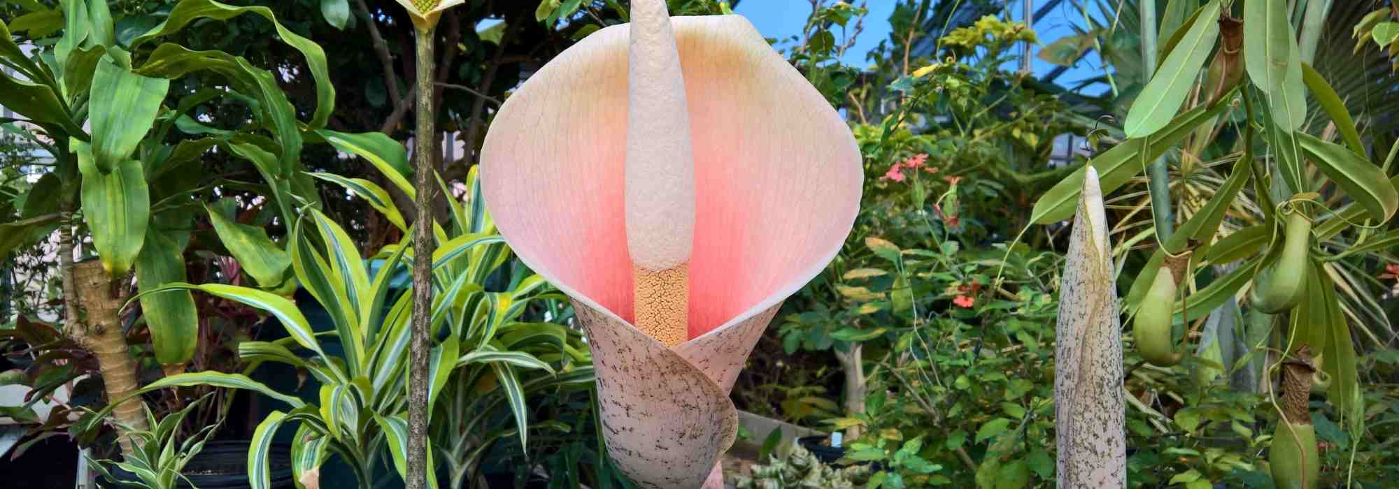 Amorphophallus: plantar e cuidar