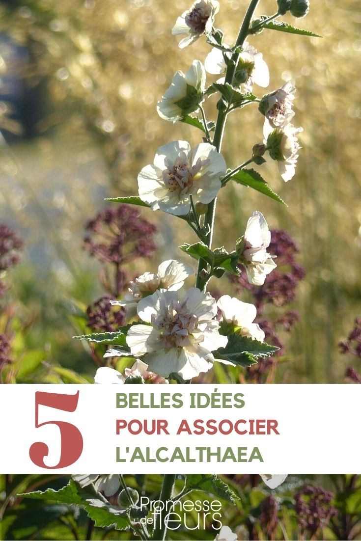 Alcalthaea: ideias para combinações no jardim