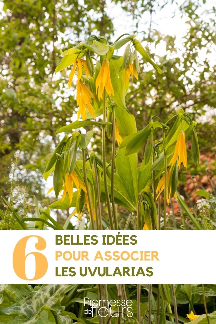 Combinações de Uvularia no jardim