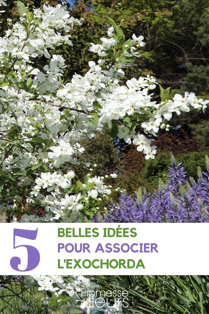 Associar o arbusto-pérola