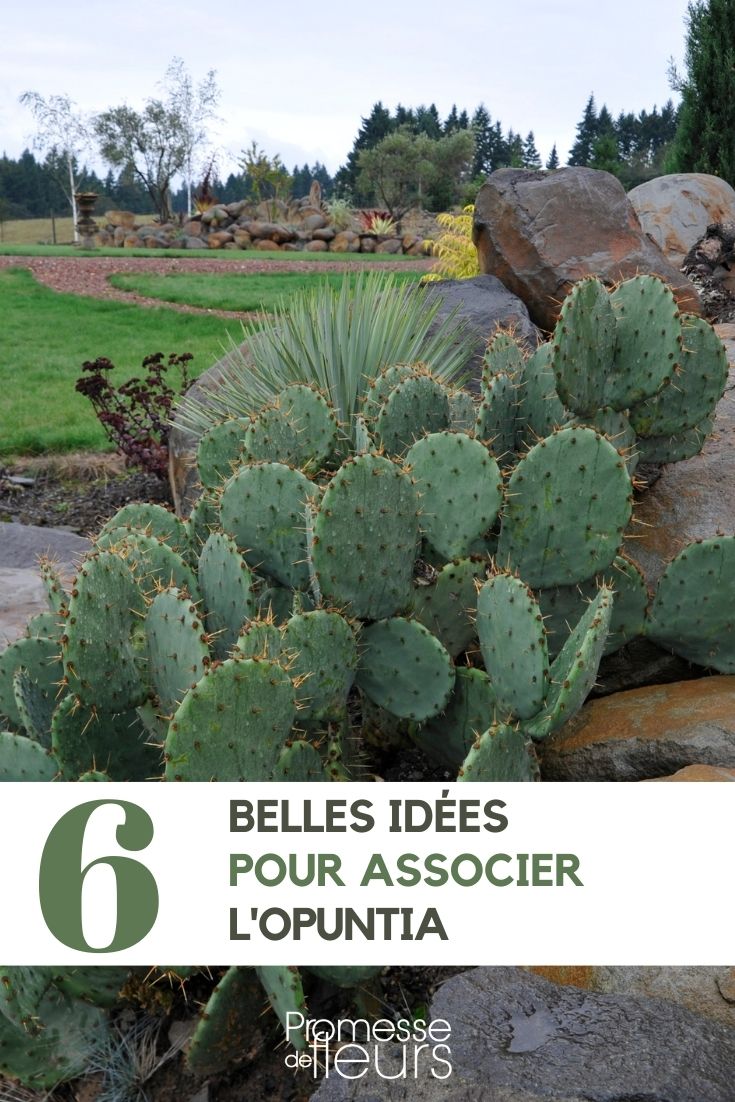 Figueira-da-índia ou nopal: as nossas ideias para combinações no jardim