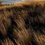 Chionochloa: plantar, cultivar e cuidar ants