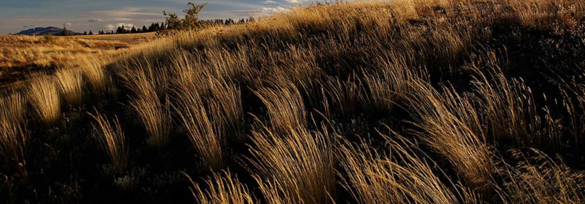 Chionochloa: plantar, cultivar e cuidar ants