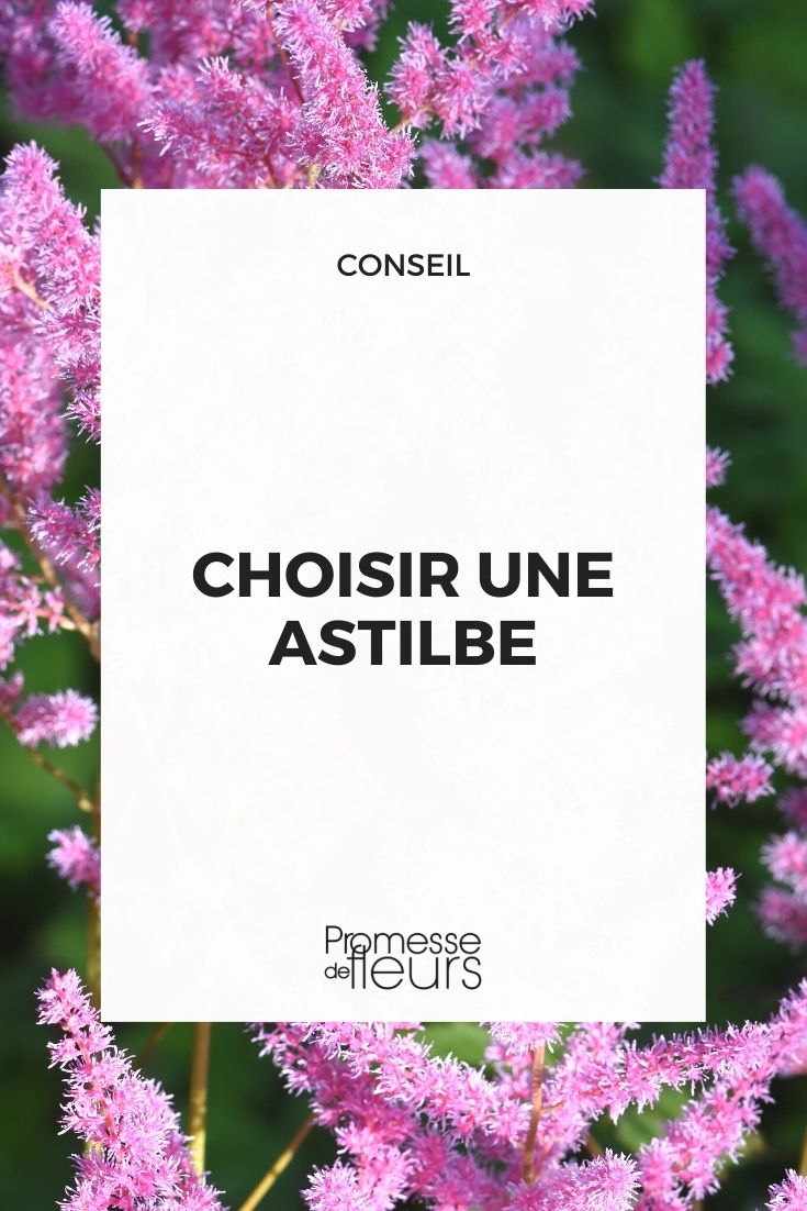 Escolha de astilbes