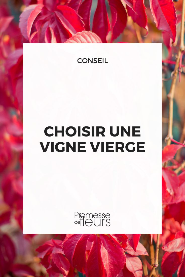Escolher uma vinha-virgem