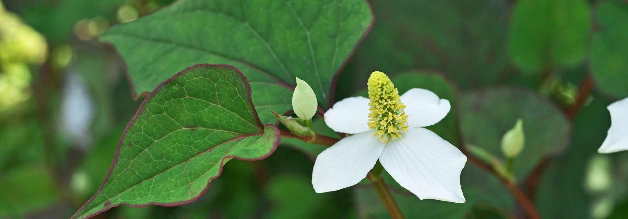 Cultivar Houttuynia em vaso