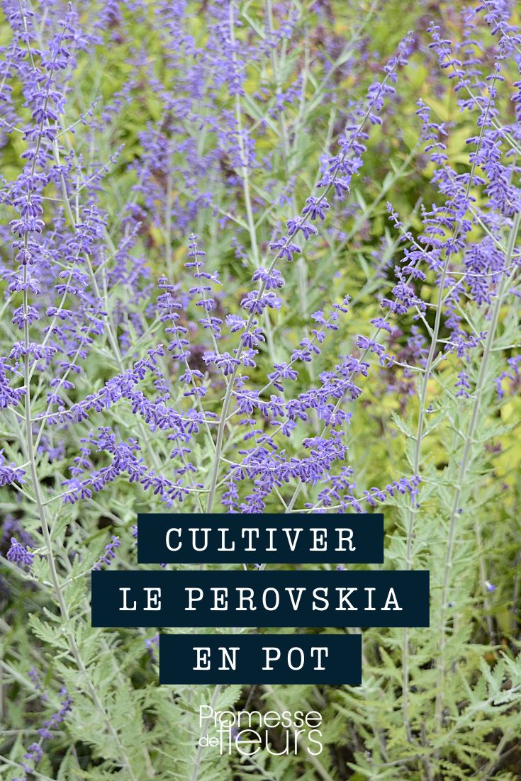 Cultivo de sálvia-russa em vaso, contentor e floreira