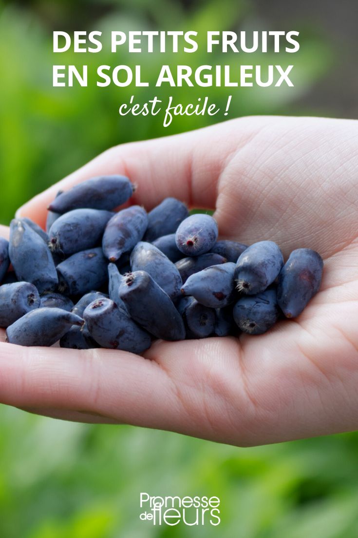 Cultivo de pequenos frutos em solo argiloso