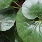 7 plantas perenes com folhagem notável