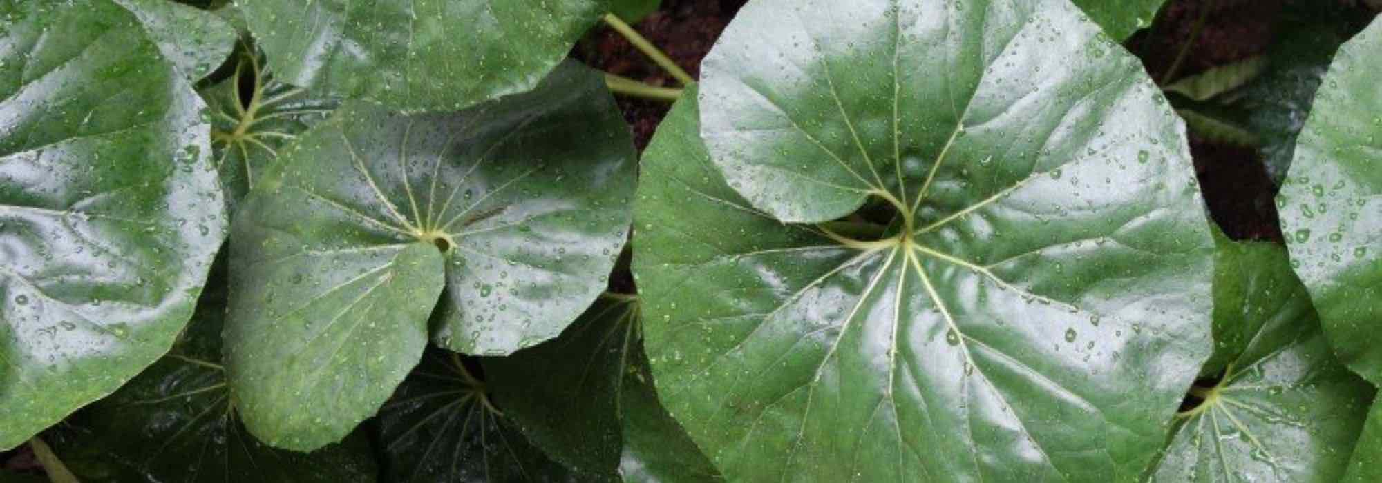 7 plantas perenes com folhagem notável
