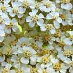 5 aquileias brancas que é indispensável ter no jardim