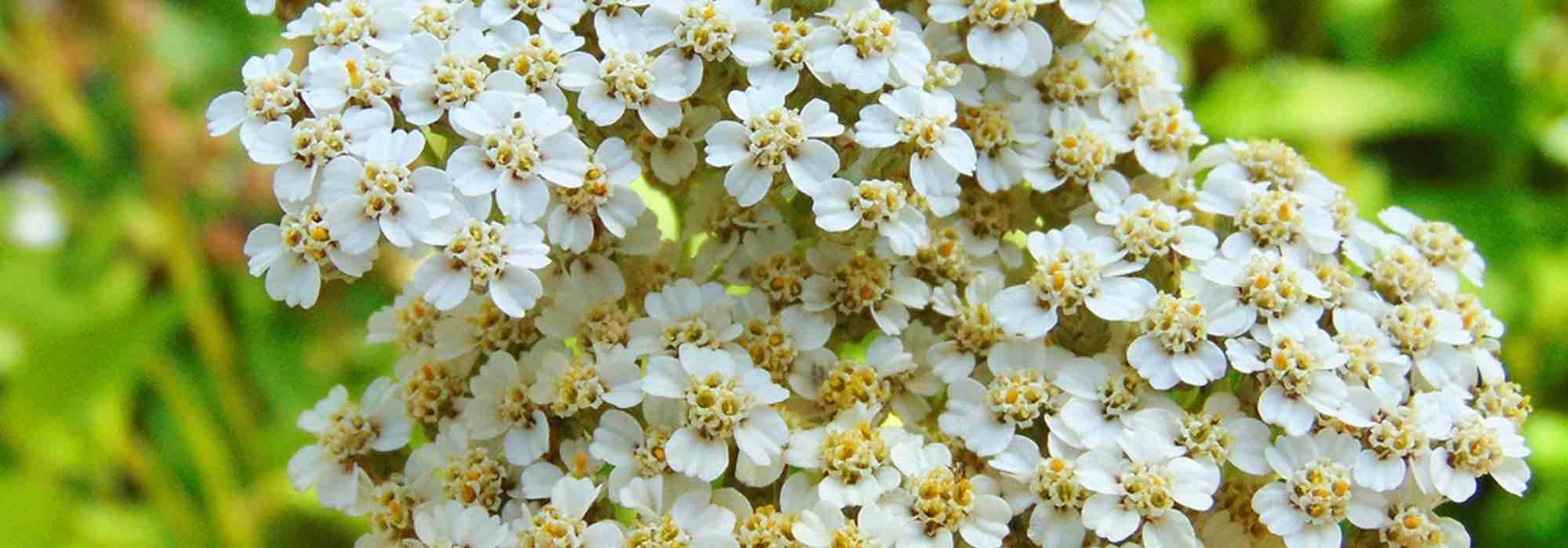 5 aquileias brancas que é indispensável ter no jardim