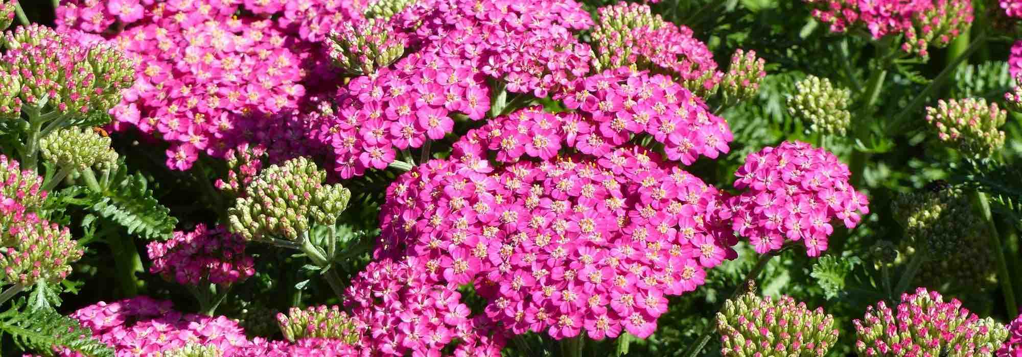 7 aquileias cor-de-rosa que deve ter no jardim