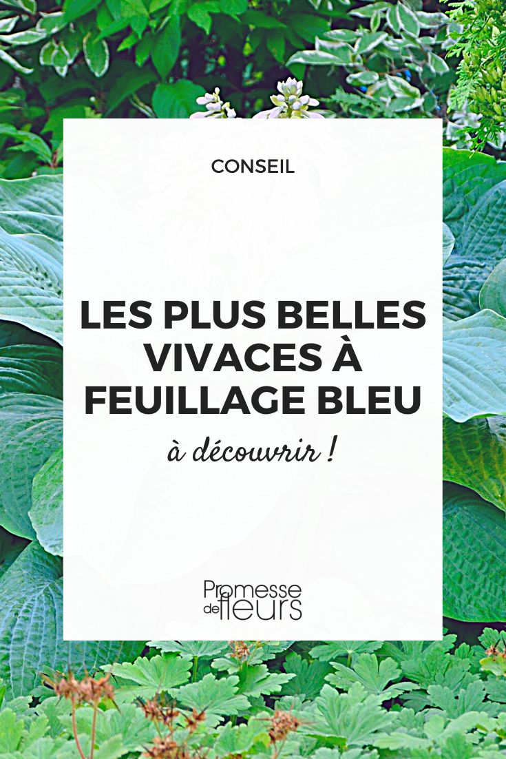 plantas com folhas de cor azul