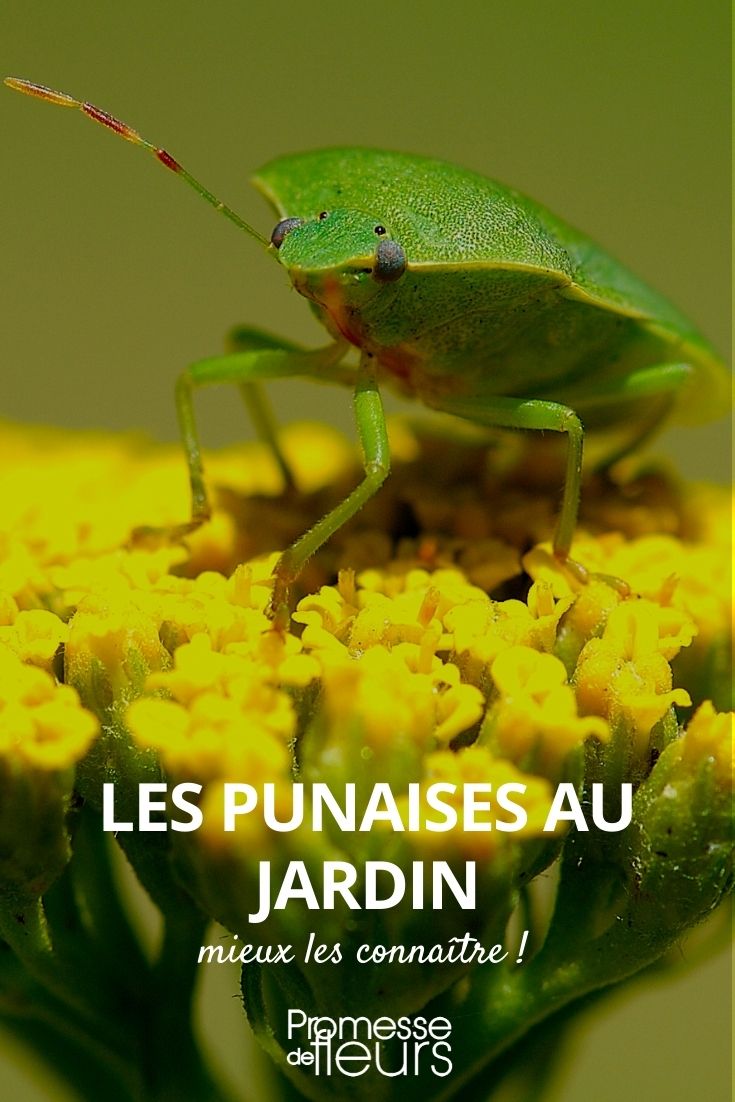 percevejos das plantas
